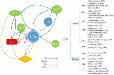 The Nucleus Accumbens: A Common Target in the Comorbidity of Depression and Addiction